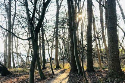 Der Weg führt entlang der Steilküste auch immer wieder durch kleine, idyllische Wäldchen.