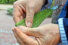 Der gelartige Saft lässt sich ganz leicht aus dem Inneren eines Aloe-Vera-Blattes herausdrücken. Foto: djd/Rühlemann‘s Kräuter und Duftpflanzen.