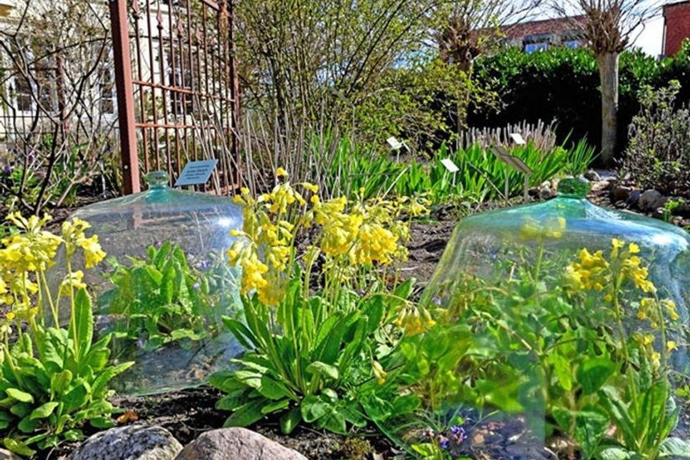 Glas-, Gemüse- beziehungsweise Gartenglocken wurden früher massenhaft im Gartenbau verwendet, um Pflanzen vorzutreiben.