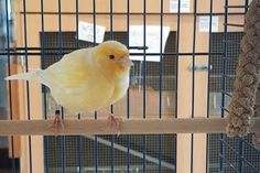 Kanarienvogel kann im Tierheim Eutin abgeholt werden.