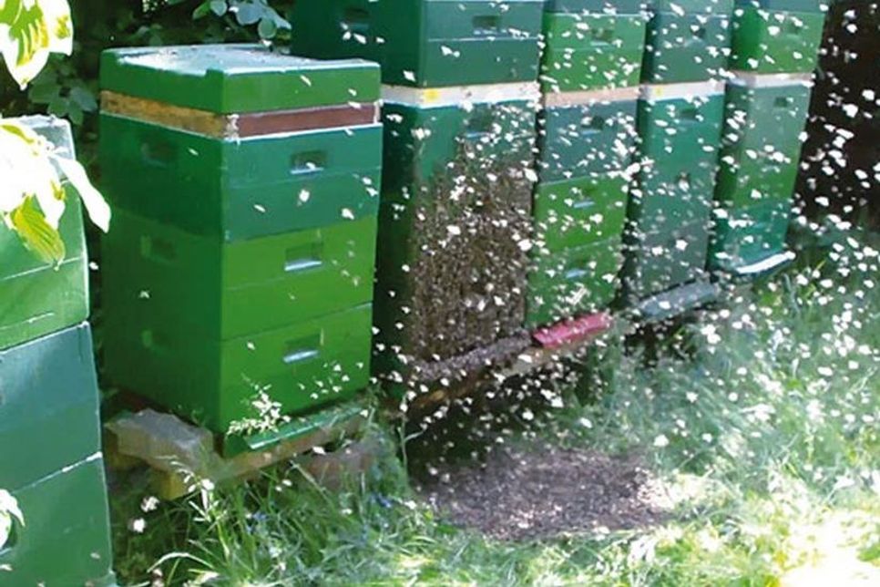 Während der Entnahme beginnt ein Bienenvolk zu schwärmen.