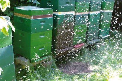 Während der Entnahme beginnt ein Bienenvolk zu schwärmen.