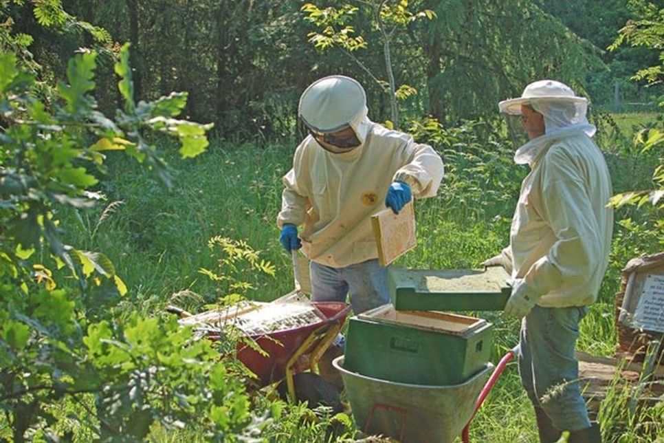 Die beiden Imker Konrad Olexik und Wolfgang Boppel sichern die kostbare Bienenarbeit auf Theos Wiese in Preetz.