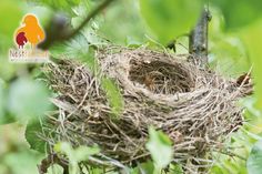 nestfamilien
