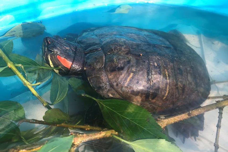 Wer vermisst diese Schildkröte?