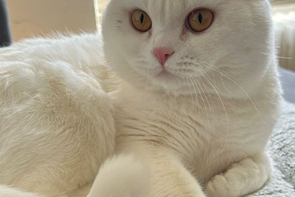 Simba ist ein echter Gentleman auf Samtpfoten.