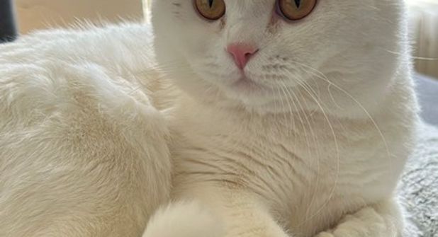Simba ist ein echter Gentleman auf Samtpfoten.
