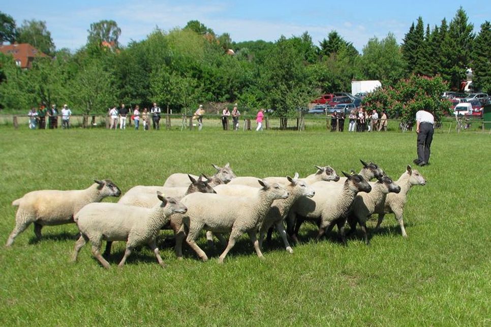 Das Hüten der Schafe wird in Vorführungen demonstriert.