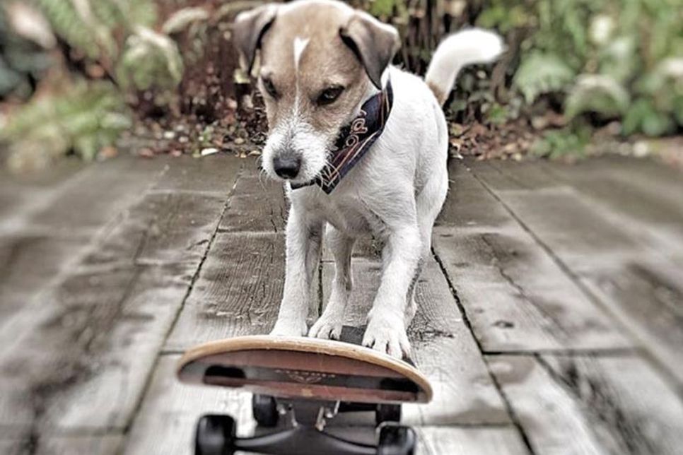 Skateboardfahren ist nur eine von vielen coolen Aktionen, die Lucky beherrscht.