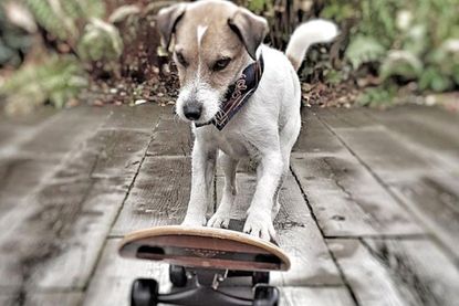Skateboardfahren ist nur eine von vielen coolen Aktionen, die Lucky beherrscht.
