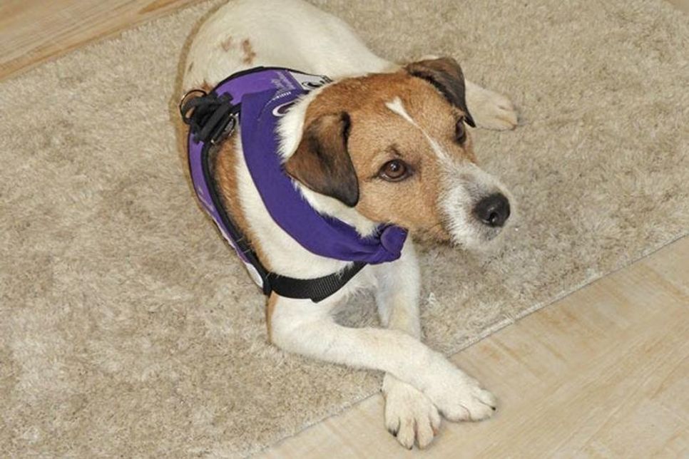 Pfoten hübsch gekreuzt – „Prinzessin“ heißt die entsprechende Übung.