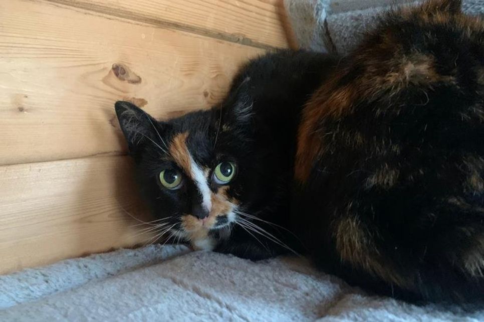 "Glückskatze" sucht ein Zuhause.