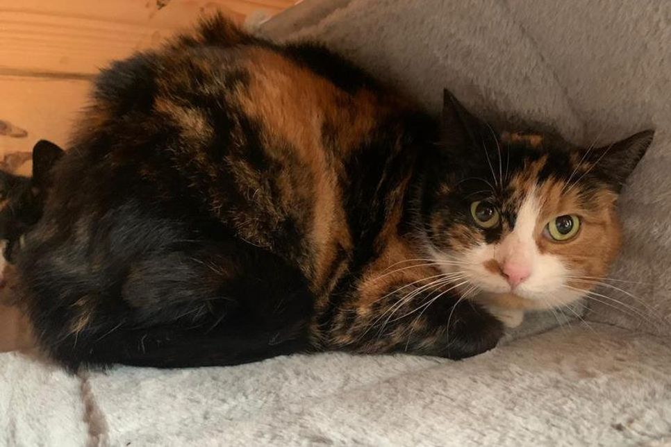 "Glückskatze" sucht eiin Zuhause.