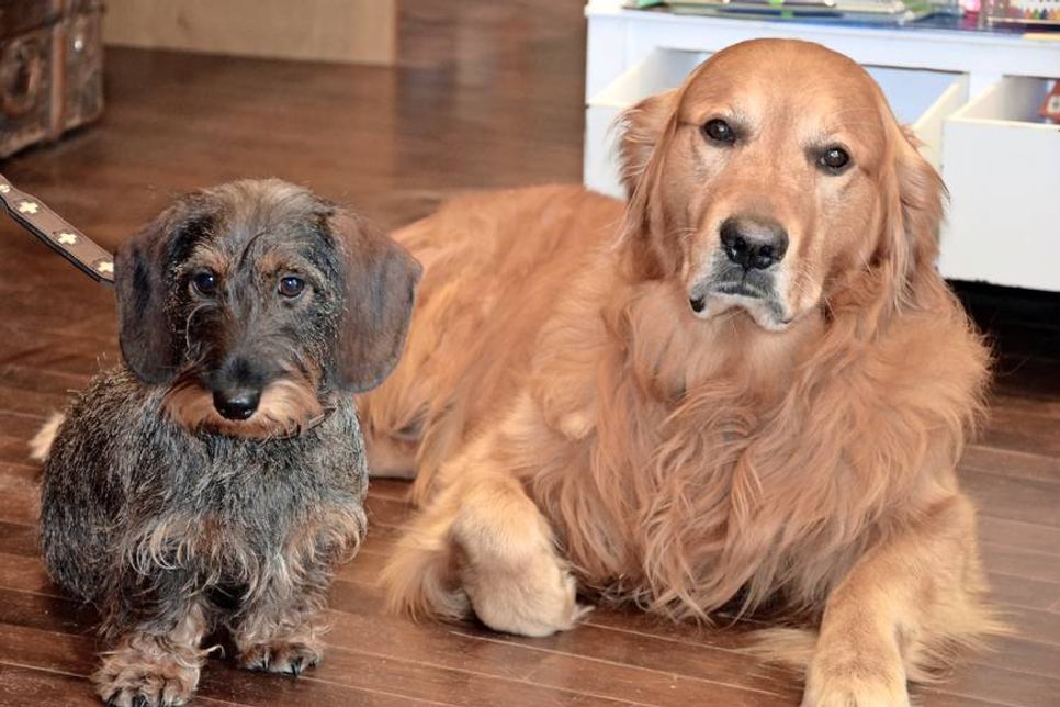 Pünktchen und Anton freuen sich über Hundebesuch.
