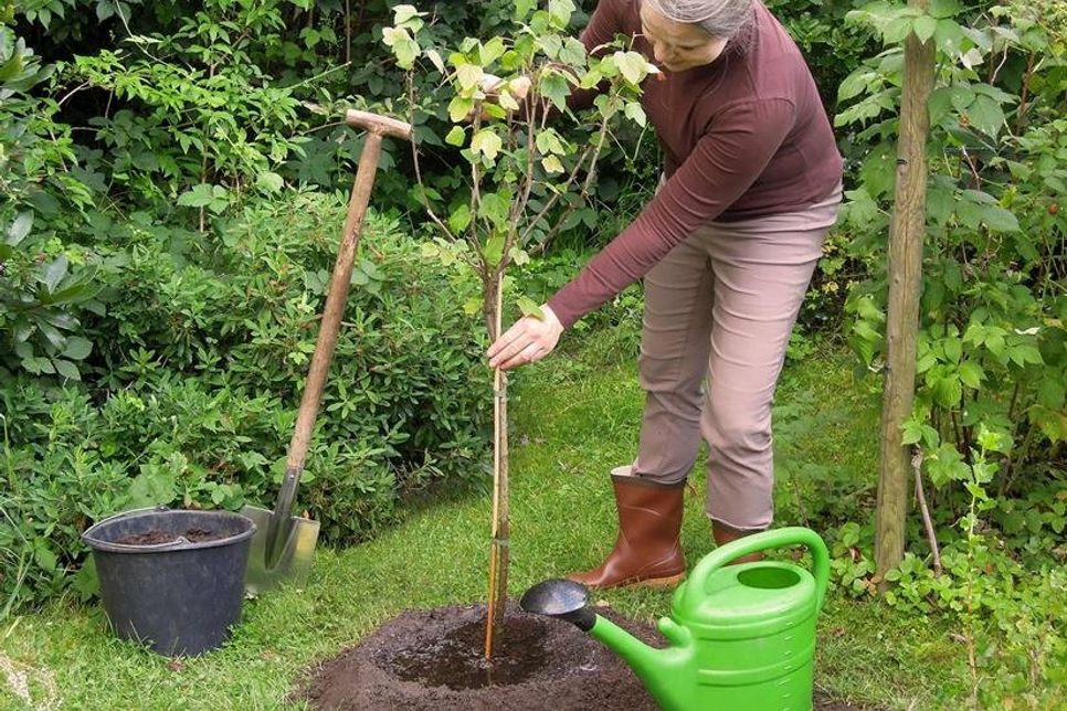 Der Herbst ist die richtige Zeit, um Bäume und Sträucher zu pflanzen, beim Anwachsen helfen Mittel zur Pflanzenstärkung.