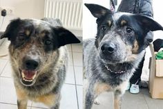 Wer kennt diese ausgesetzten Hunde?