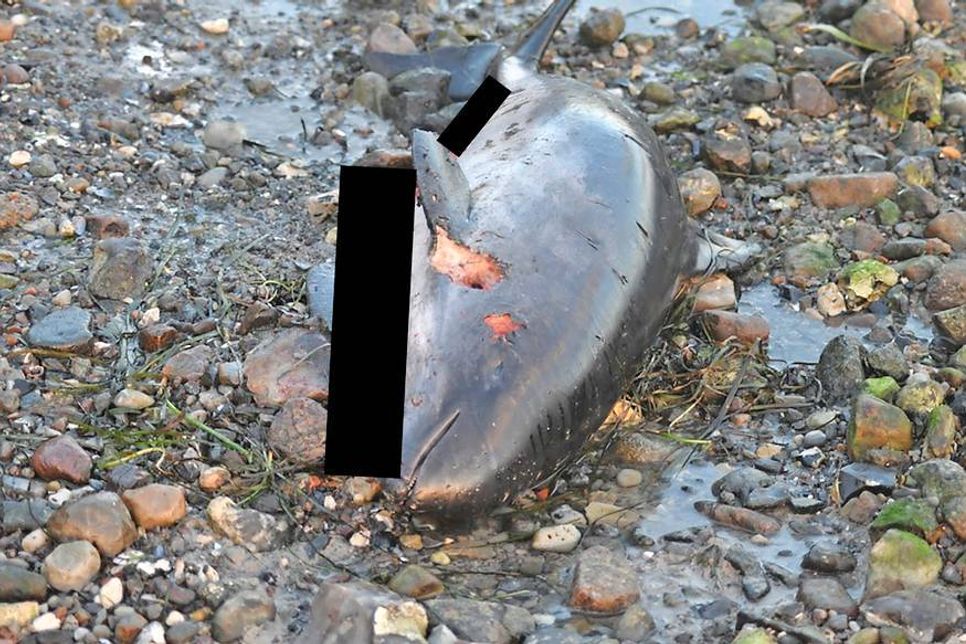 Grausam zugerichtet: Der kleine Schweinswal hatte offenbar schwere Verletzungen erlitten.