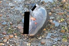 Grausam zugerichtet: Der kleine Schweinswal hatte offenbar schwere Verletzungen erlitten.