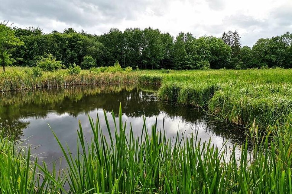 Wasserrückhalt in der Landschaft - im Klimawandel ein Muss. Kleingewässer im Naturerlebnisraum Schönwalde. (Foto: Romahn)