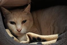Kimba, geboren im September 2019 und kastriert, möchte endlich ankommen.