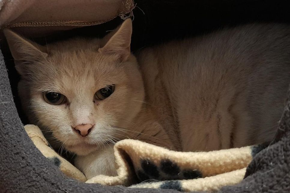 Kimba, geboren im September 2019 und kastriert, möchte endlich ankommen.
