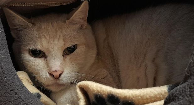Kimba, geboren im September 2019 und kastriert, möchte endlich ankommen.