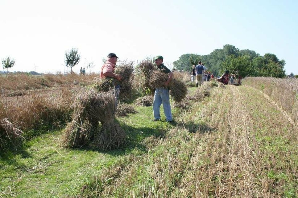 Beim Garbenfest kann man die historische Entwicklung der Getreideernte hautnah erleben.