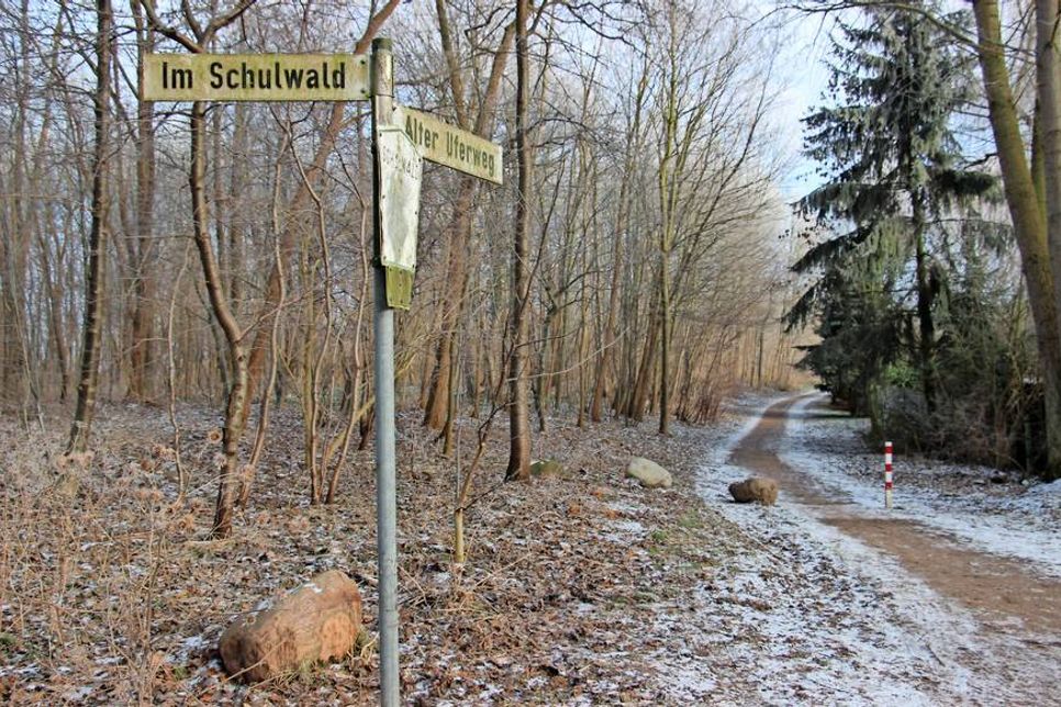 Im Schulwald soll ein eingezäunter Hundebereich in der Größe von circa 4.000 Quadratmetern entstehen.