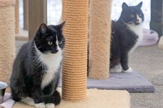 Die zwei schwarz-weißen Katzenmädchen Luna und Lina, etwa 14 bis 15 Monate alt, suchen neuen Wirkungskreis. Bei Interesse bitte Kontakt zur Tierhilfe Ostholstein (in Liquidation) aufnehmen, montags bis samstags 9 bis 17 Uhr unter Tel. 04561/16267. (red)