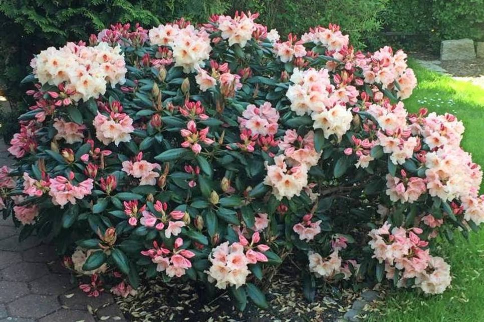 Lensahn. reporter-Leser aus Lensahn freuen sich über ihre Rhododendron-Sträucher im Garten und schickten diese Fotos ein. (red)