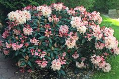 Lensahn. reporter-Leser aus Lensahn freuen sich über ihre Rhododendron-Sträucher im Garten und schickten diese Fotos ein. (red)