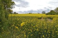 Auch das Binnenland, wie hier bei Grömitz, bietet tolle Motive – Foto: Katja Meiering.