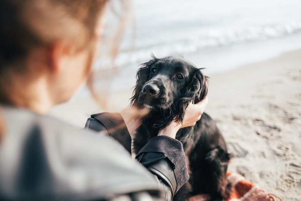 Hundebesitzer in der Gemeinde Sierksdorf müssen für ihren ersten Vierbeiner jährlich 60 statt 50 Euro an Hundesteuer entrichten.