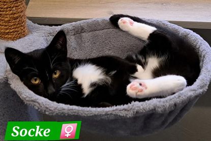 "Socke".