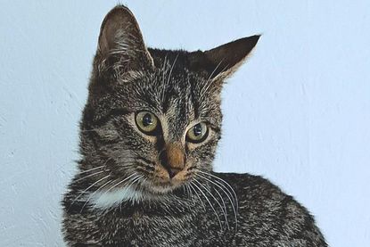 "Tiger".