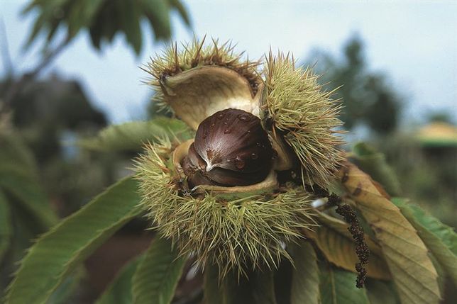 Die Edelkastanie liebt sonnige, warme Standorte und ist ein wahrer Klimakünstler.