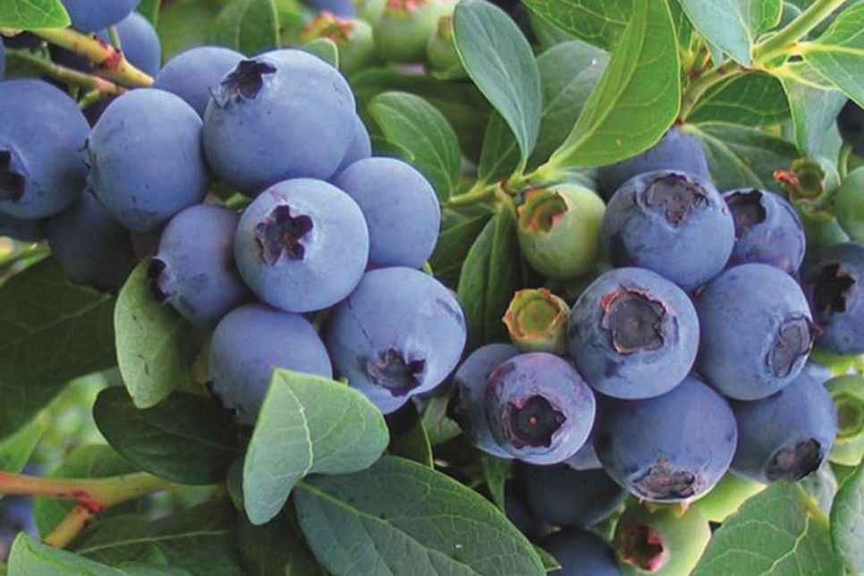 Frisch, süß und voller Antioxidantien - Superfood Blaubeere.