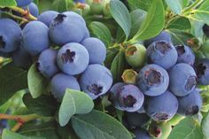 Frisch, süß und voller Antioxidantien - Superfood Blaubeere.