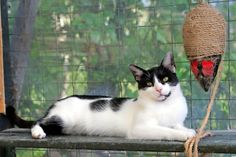 „Lotta“ ist eine sehr junge, superschmusige, schwarz-weiße Katze mit einer witzigen Farbgebung. Wer möchte ihr ein neues Zuhause, möglichst mit Freigang, ohne Kinder und andere Tiere geben. Bei Interesse bitte mit der Tierhilfe Ostholstein in Verbindung setzen unter Tel. 04561/16267. (red)