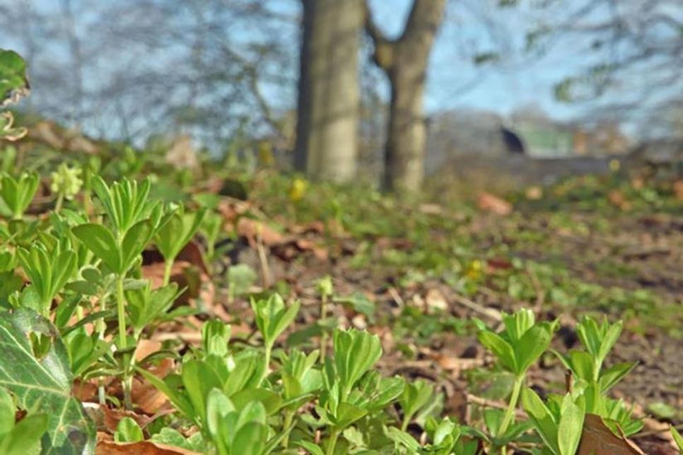 Infolge des bisher eher kühlen Frühlings ist der Waldmeister im Plöner Schlossgarten Ende April gerade erst  ausgetrieben.