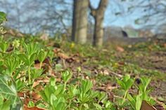 Infolge des bisher eher kühlen Frühlings ist der Waldmeister im Plöner Schlossgarten Ende April gerade erst  ausgetrieben.