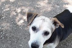 Aufregende Feiertage bereitete Jacky seinem Frauchen und der Nachbarschaft.