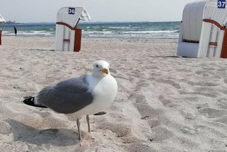 „Erholung mit Möwe am Strand von Haffkrug“ nennt Jens Dedersen sein sommerliches Motiv.