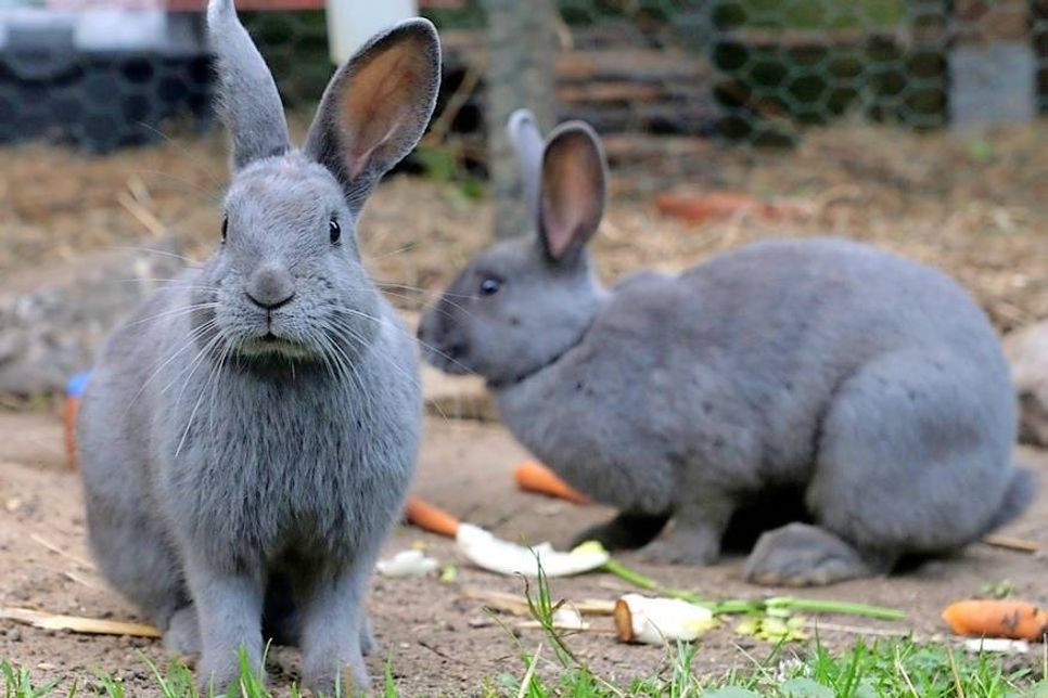 Diese zwei weiblichen, graublauen Deutschen Riesenmädels suchen einen neuen Wirkungskreis. Bei Interesse bitte mit der Tierhilfe Ostholstein unter Tel. 04561/16267 Verbindung aufnehmen. (red)