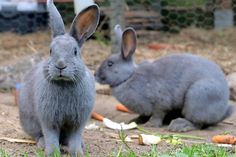 Diese zwei weiblichen, graublauen Deutschen Riesenmädels suchen einen neuen Wirkungskreis. Bei Interesse bitte mit der Tierhilfe Ostholstein unter Tel. 04561/16267 Verbindung aufnehmen. (red)
