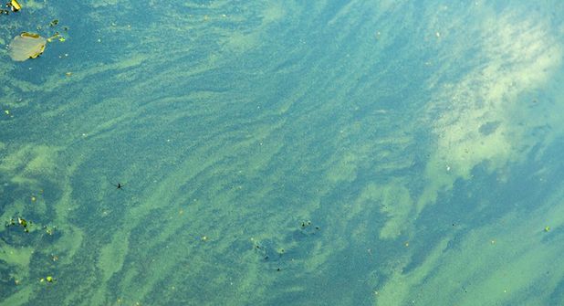 Blaualgen im Ostseewasser: An mehreren Badestellen in Ostholstein gelten aktuell Badewarnungen. Die Algen können Hautreizungen und Magen-Darm-Beschwerden verursachen.