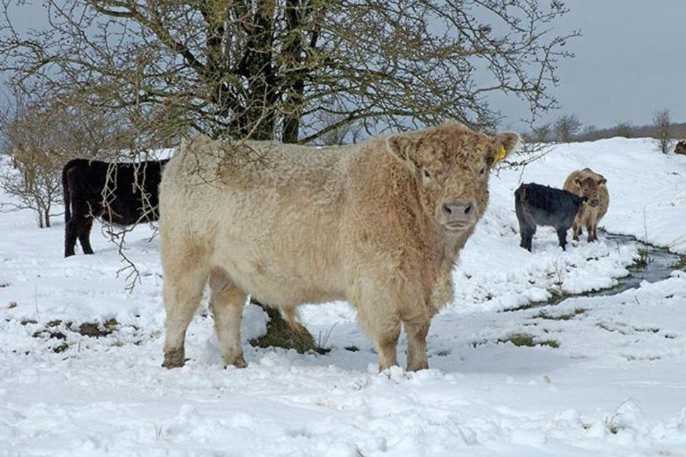 Keine Sorge! Auch bei Sturm, Eis, Schnee und klirrender Kälte geht es den Tieren auf den Winterweiden im Stiftungsland gut.