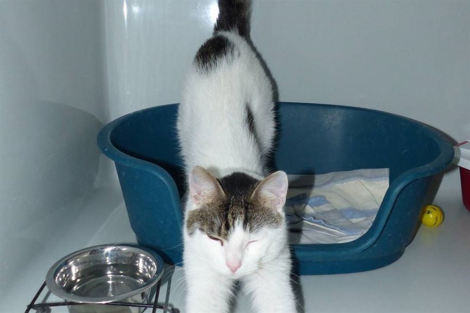 Wer vermisst diese Miezekatze?