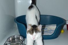 Wer vermisst diese Miezekatze?