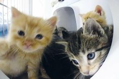 Katzenminis